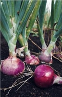 بذور بصل أحمر ( Allium cepa )