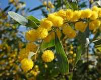 بذور شجرة اكاسيا ساليجنا ( Acacia Saligna )
