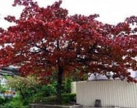 بذور شجرة ترمناليا كتابا . لوز بحريني ( Terminalia...