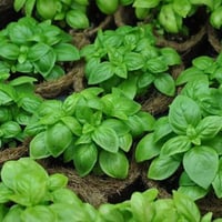 بذور الحبق (Ocimum basilicum)