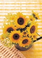 بذور دوار الشمس قزمي ( Helianthus annuus )