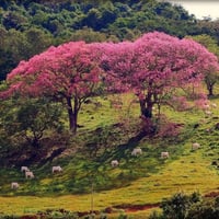 بذور شجرة الكوريزيا‬ ( Chorisia speciosa )