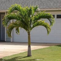 بذور نخيل ملوكي ( Roystonea regia )