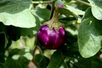 بذور الباذنجان (Solanum melongena)