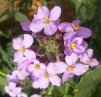 بذور نبات اليهق ( Diplotaxis acris )