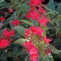 بذور شجيرة الجاتروفا ( Jatropha integerrima )