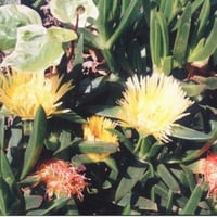 بذور حي علم ( Carpobrotus edulis )