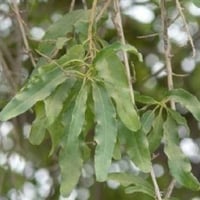 بذور شجرة الفرفارة ( Tecomella undulata )
