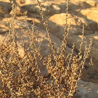 بذور الشعران ( Agathophora alopecuroides )