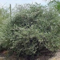 بذور ‫الجوجوبا‬ ( Simmondsia chinensis )