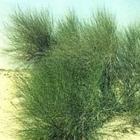 بذور شجيرة المرخ ( Leptadenia pyrotechnica )