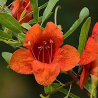 بذور الفرفارة جملة ( Tecomella undulata )