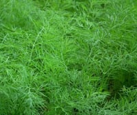 بذور نبات الشبت ( Anethum graveolens )