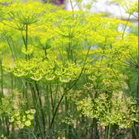 بذور نبات الشمر أو الشمرة ( Foeniculum vulgare )