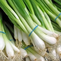 بذور بصل أخضر ( Allium cepa )