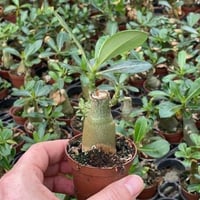 بذور العدنة-الأدينيوم (Adenium obesum)