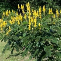 بذور شمعدان ( Senna alata )