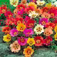 بذور زهرة الصباح ( portulaca )