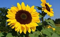 بذور زهرة دوار الشمس ( Helianthus annuus )