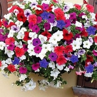 بذور بتونيا بيندولا (Petunia)