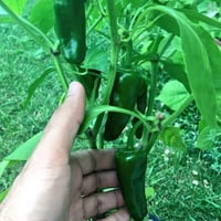 بذور فلفل شقراء( CAPSICUM ANNUUM )