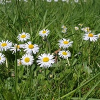 بذور زهرة البكرت ( Bellis perennis )