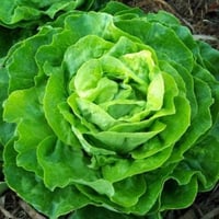 بذور الخس ( Lactuca sativa )