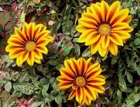 بذور زهرة الجازانيا ( Gazania )
