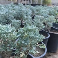 بذور عشبة البعيثران ( Artemisia Judaica )