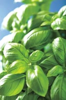 ريحان حلو (Sweet Basil )