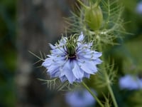 بذور الحبة السوداء-حبة البركة- ( NIGELLA SATIVA )