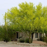 بذور شجرة باركنسونيا ( Parkinsonia aculeata )