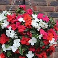 بذور زهرة بلسمينة ( Impatiens balsamina )