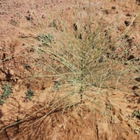 بذور المورينغا العربي ، البان ، اليسر ( Moringa Pe...