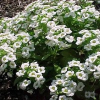 بذور زهرة الأليسم ( Lobularia maritima )