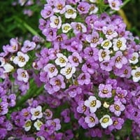 بذور زهرة الأليسم ( Lobularia maritima )