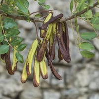 بذور الخروب - Ceratonia siliqua