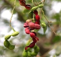 بذور شجرة اللوز الهندي ( Pithecellobium dulce )