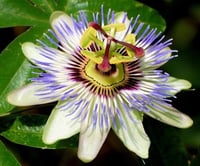 بذور زهرة متسلقة الساعة ( Passiflora caerulea )