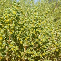 (Anabasis) بذور عشبة الشنان