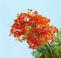 بذور البونسيانا‬ الحمراء ( Delonix regia )