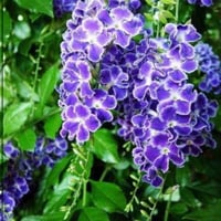 بذور دورنتا ( Duranta Erecta )