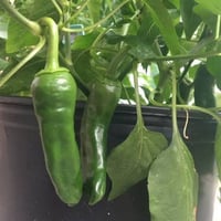 بذور فلفل شقراء( CAPSICUM ANNUUM )