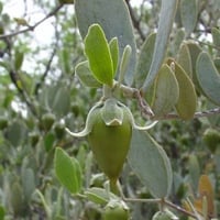 بذور ‫الجوجوبا‬ ( Simmondsia chinensis )