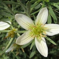 بذور الحرمل ( Rhazya stricta)