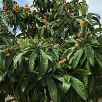 بذور فاكهة البشملة (Eriobotrya )