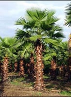 بذور نخيل واشنطوني ( Washingtonia )