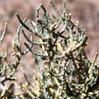 (Anabasis) بذور عشبة الشنان