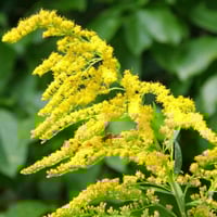 عصا الذهب Solidago