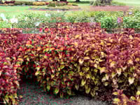(Coleus Blume) بذور زهرة السجاد